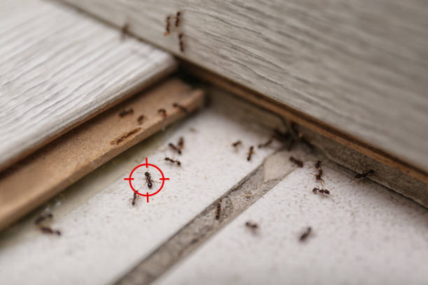 Best Best Pest Control Companies  in Dos Palos, CA