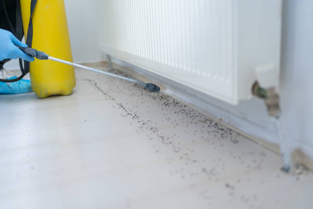 Best Insect Control  in Dos Palos, CA